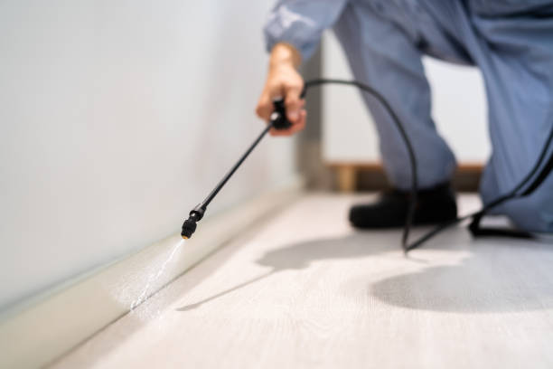 Rodent Entry Point Assessment in Hillcrest