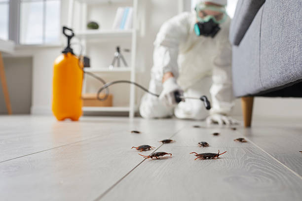 Commercial Rodent Management in Hillcrest